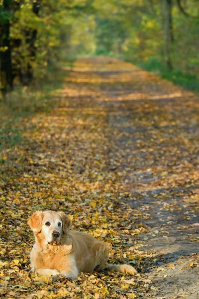 공원에서 산책에 개 — 스톡 사진
