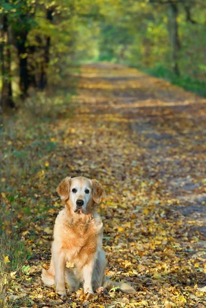 Dog on walk in park — Stock Photo, Image