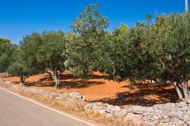 Olive field