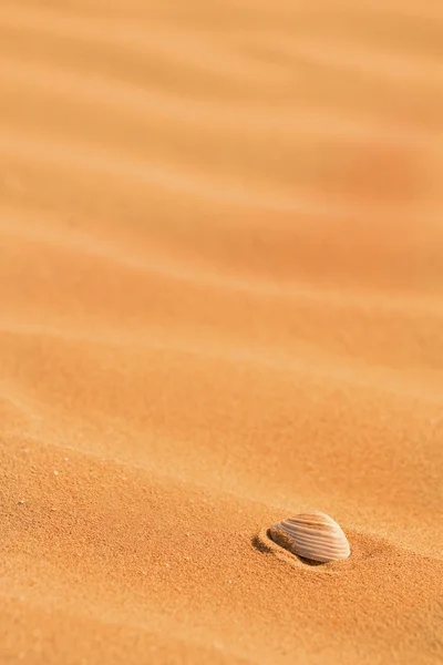 stock image Seashell on beach sand