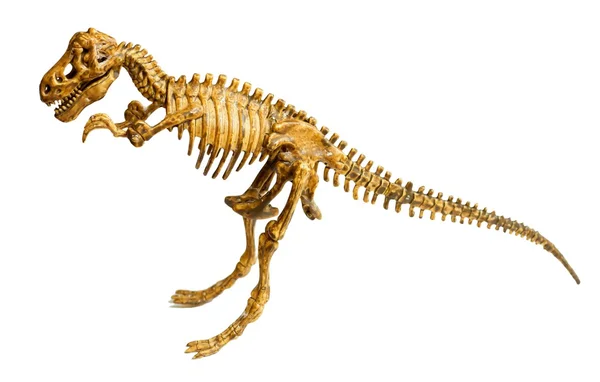Trex skeleton isolated — Stock Photo, Image
