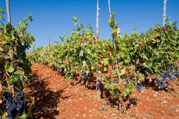 Rijen van wijnstokken in wijngaard — Stockfoto