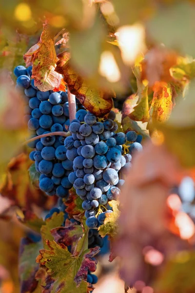 Winnica na jesień — Zdjęcie stockowe