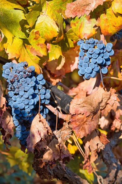 Виноградник на осінь — стокове фото
