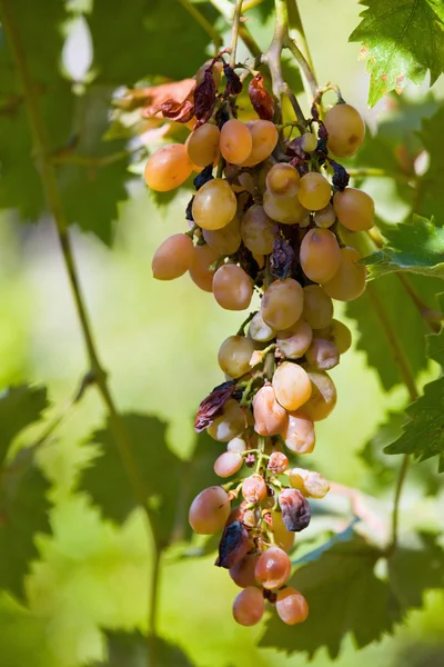 Maturazione per la produzione di uva passa — Foto Stock