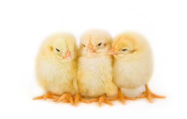 Easter chicks clipart