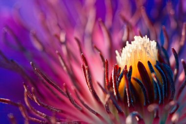 Macro shot of Clematis clipart