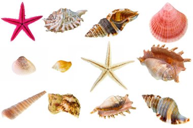 Seashell collection clipart