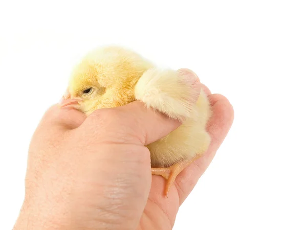 Sweet Easter chicks — Stock Photo, Image