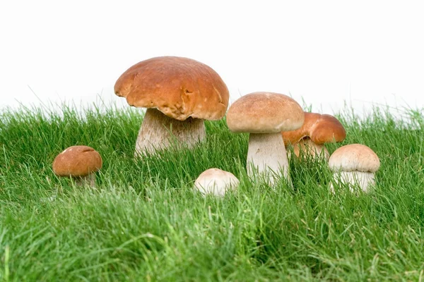 stock image Mushrooms in grass