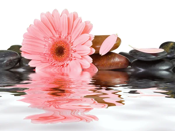 Spa 石头和粉色雏菊 — 图库照片