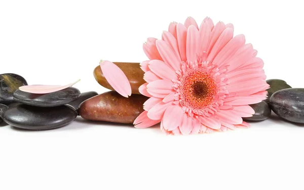 Spa 石头和粉色雏菊 — 图库照片