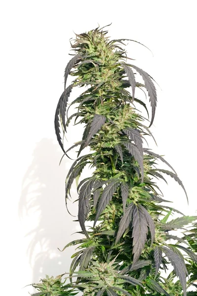 Marijuana plant — Stock Photo, Image