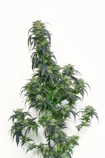 Marijuana plant — Fotografie, imagine de stoc