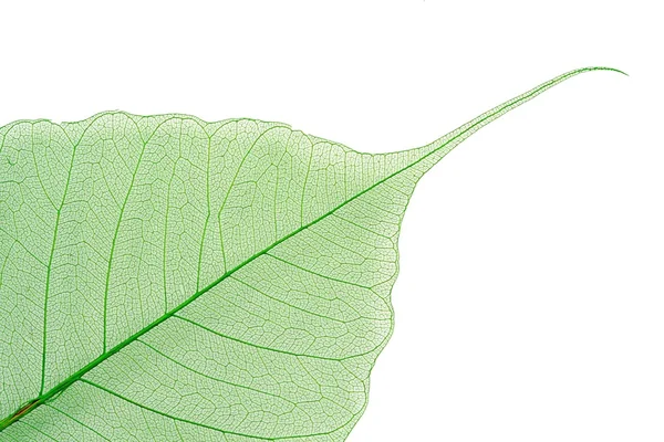 Сухе листя на білому тлі — стокове фото