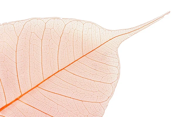 Trockene Blätter auf weißem Hintergrund — Stockfoto