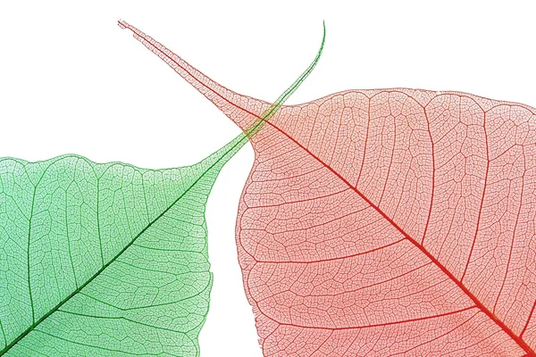 Trockene Blätter auf weißem Hintergrund — Stockfoto