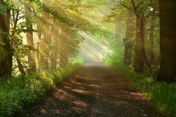 在森林里美丽的早上 免版税图库照片