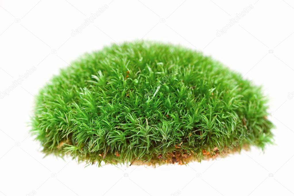 Close up of moss on white background