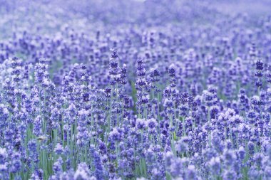 Lavender fields clipart