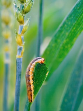 Cutworm