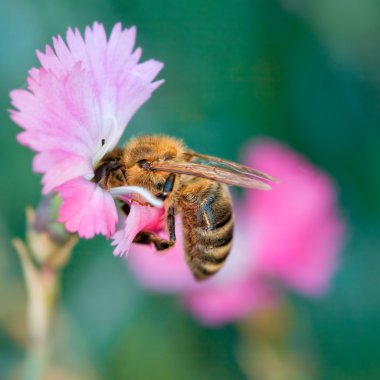 Bee on flower clipart