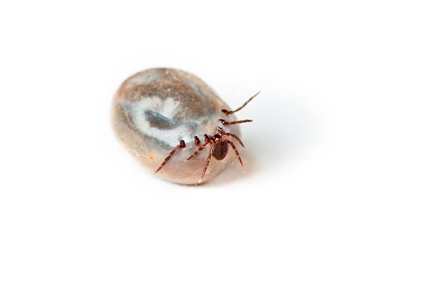 Tik - parazita fehér háttér — Stock Fotó