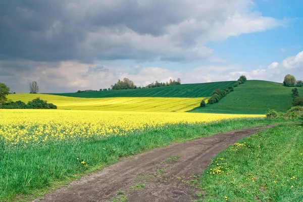 Жёлтое поле — стоковое фото