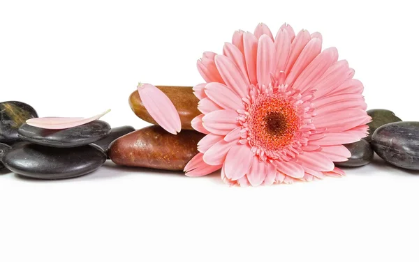 Wellness stones en pink daisy — Stockfoto