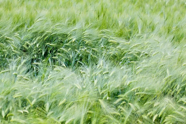 Grüne Weizenähren schließen sich im Frühling — Stockfoto