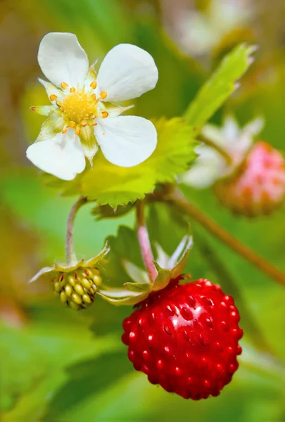 stock image Closeup of a wild strawberry