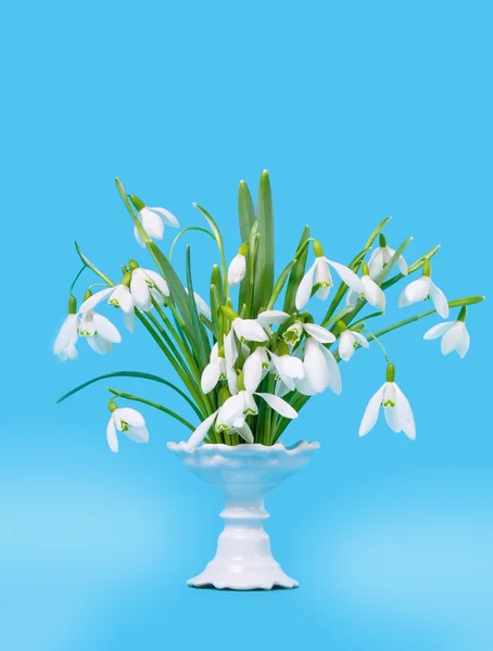 花瓶の中の雪滴 — ストック写真