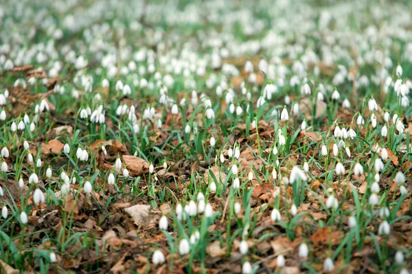 Madeira de primavera cheia de gotas de neve — Fotografia de Stock