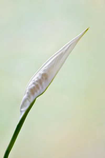 Красива біла квітка - бутон — стокове фото
