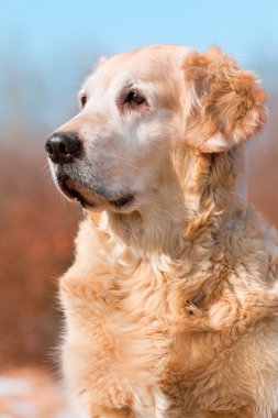Portrait dog - golden retriever clipart