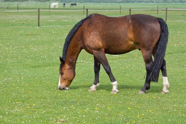 Koń brązowy na pastwisku — Zdjęcie stockowe