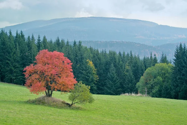 Červený strom na podzim — Stock fotografie