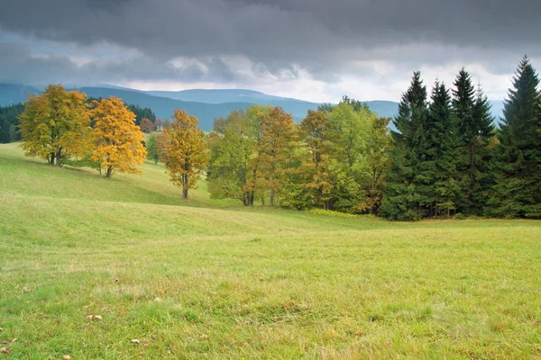 Дерево и пейзаж осенью — стоковое фото