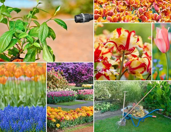 Colorful collage of flowers — Stock Photo, Image