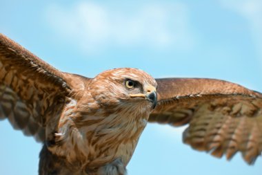 Portrait of hawk clipart