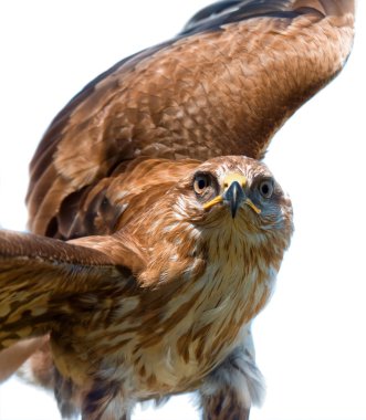 Portrait of hawk clipart