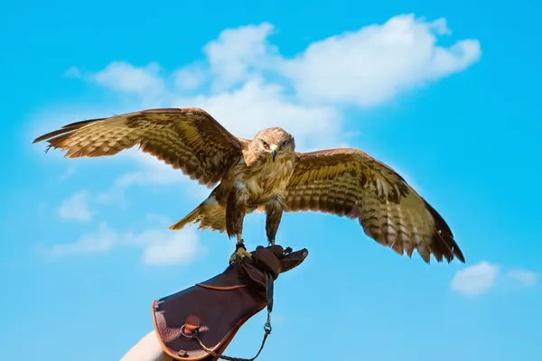 Falco ritratto su guanti da falconiere — Foto Stock