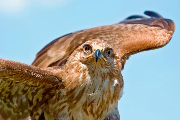 Portrait of hawk — Stock Photo, Image