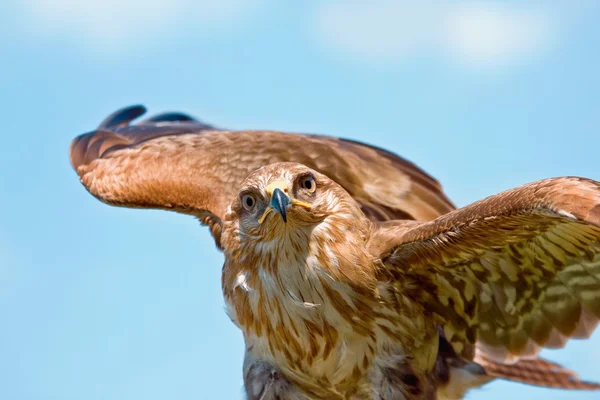 Retrato de halcón — Foto de Stock