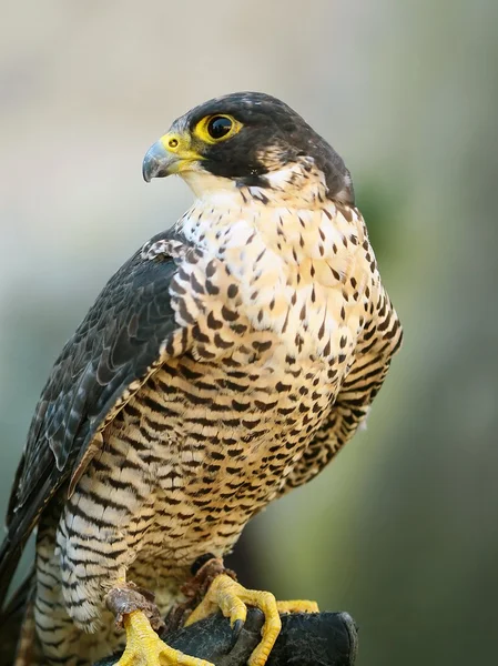 Porträtt av falcon — Stockfoto