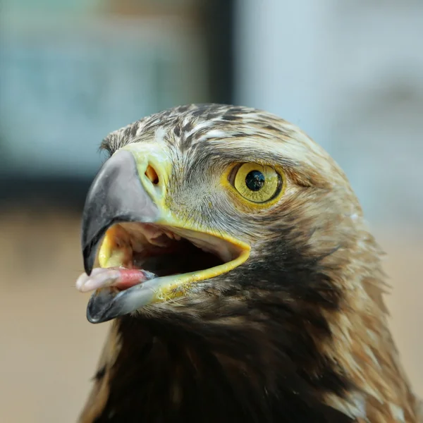 Portrait of falcon — Stock Photo, Image