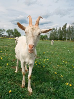 Goats clipart