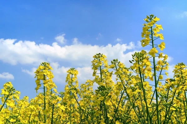 stock image Oilseed rape, field