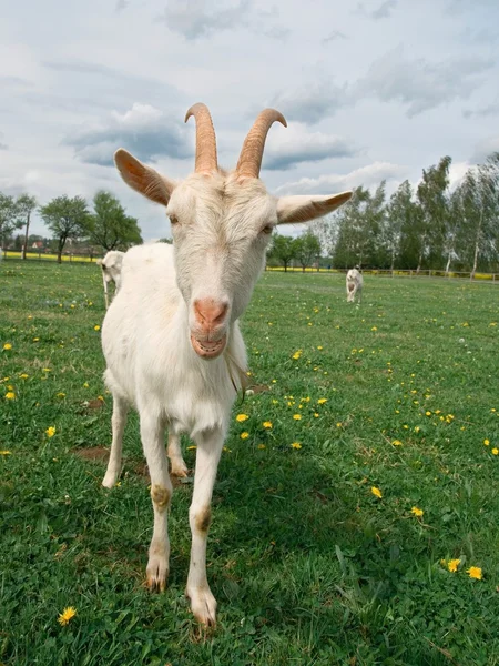 stock image Goats