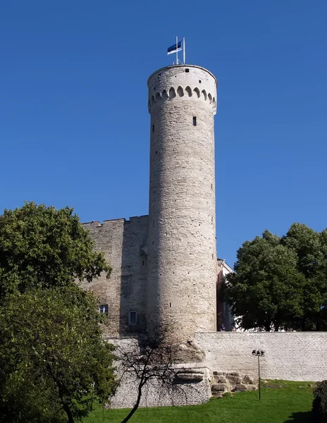 Věž dlouhé herman starý tallinn — Stock fotografie